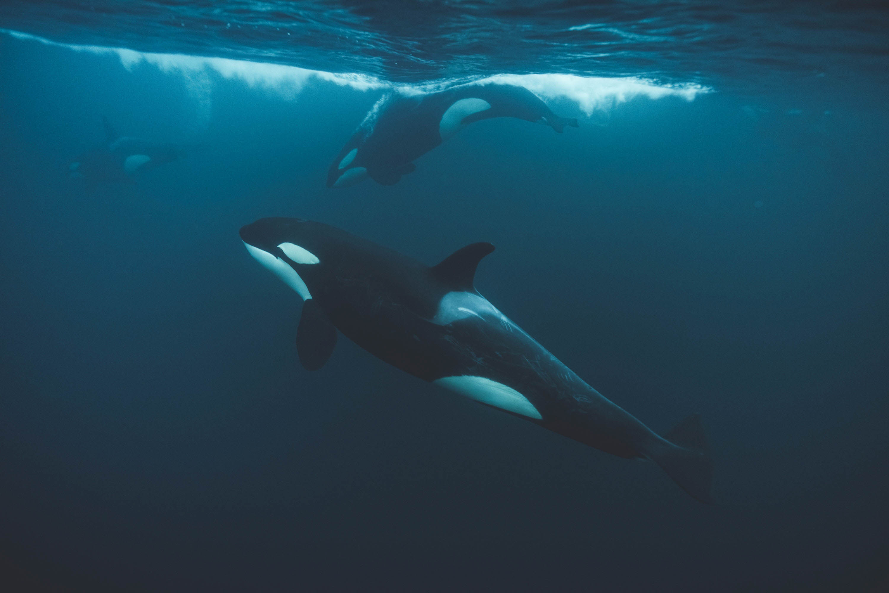 Orca, Wale, Schwertwal, unter Wasser-Fotografie