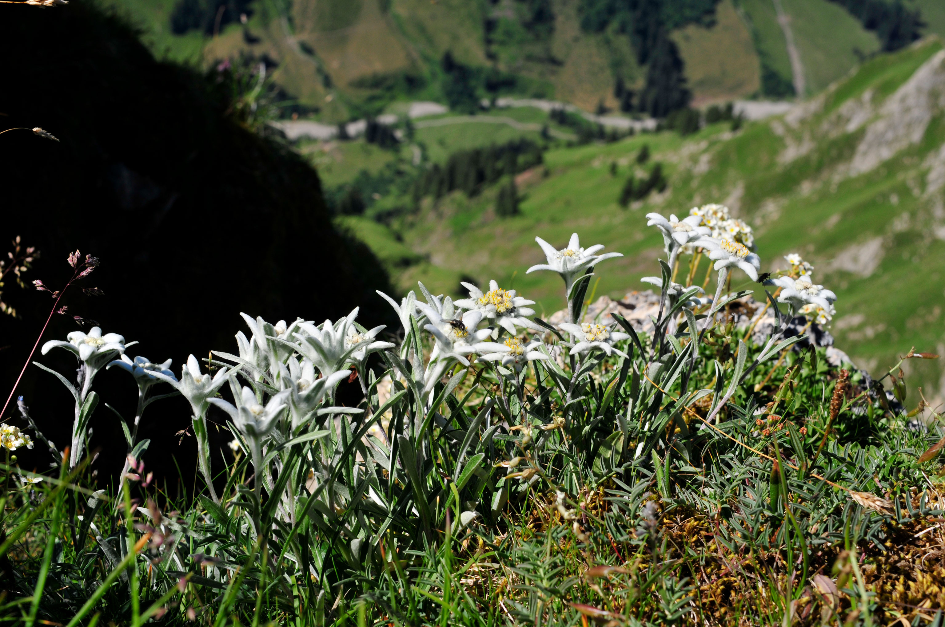 Edelweiss Blumen Höfats