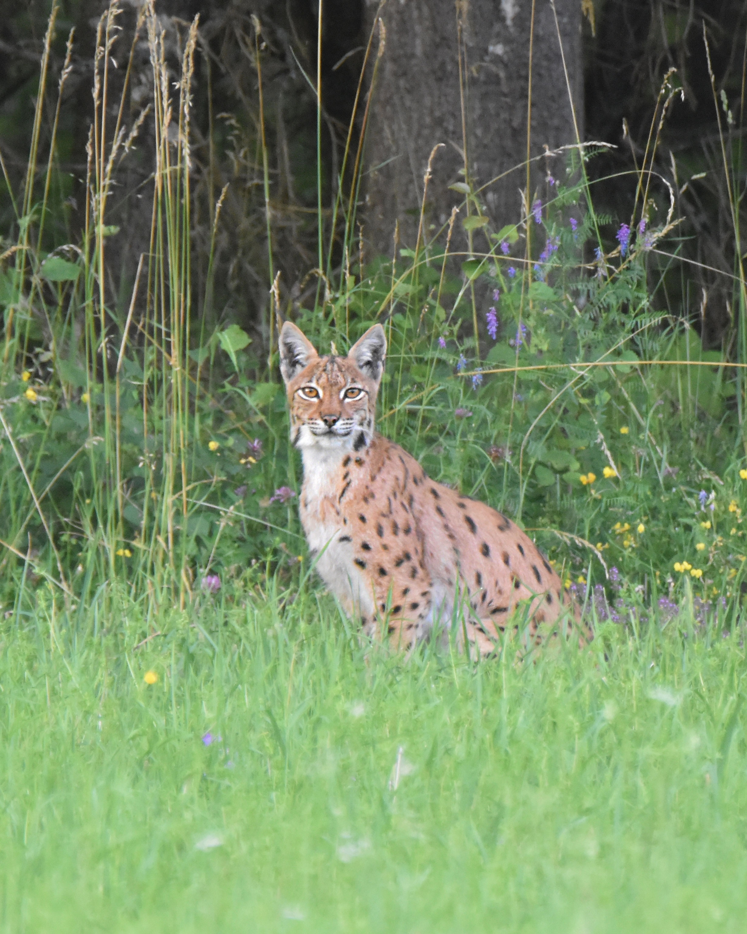 Wildlife trail Bavarian Wood lynx