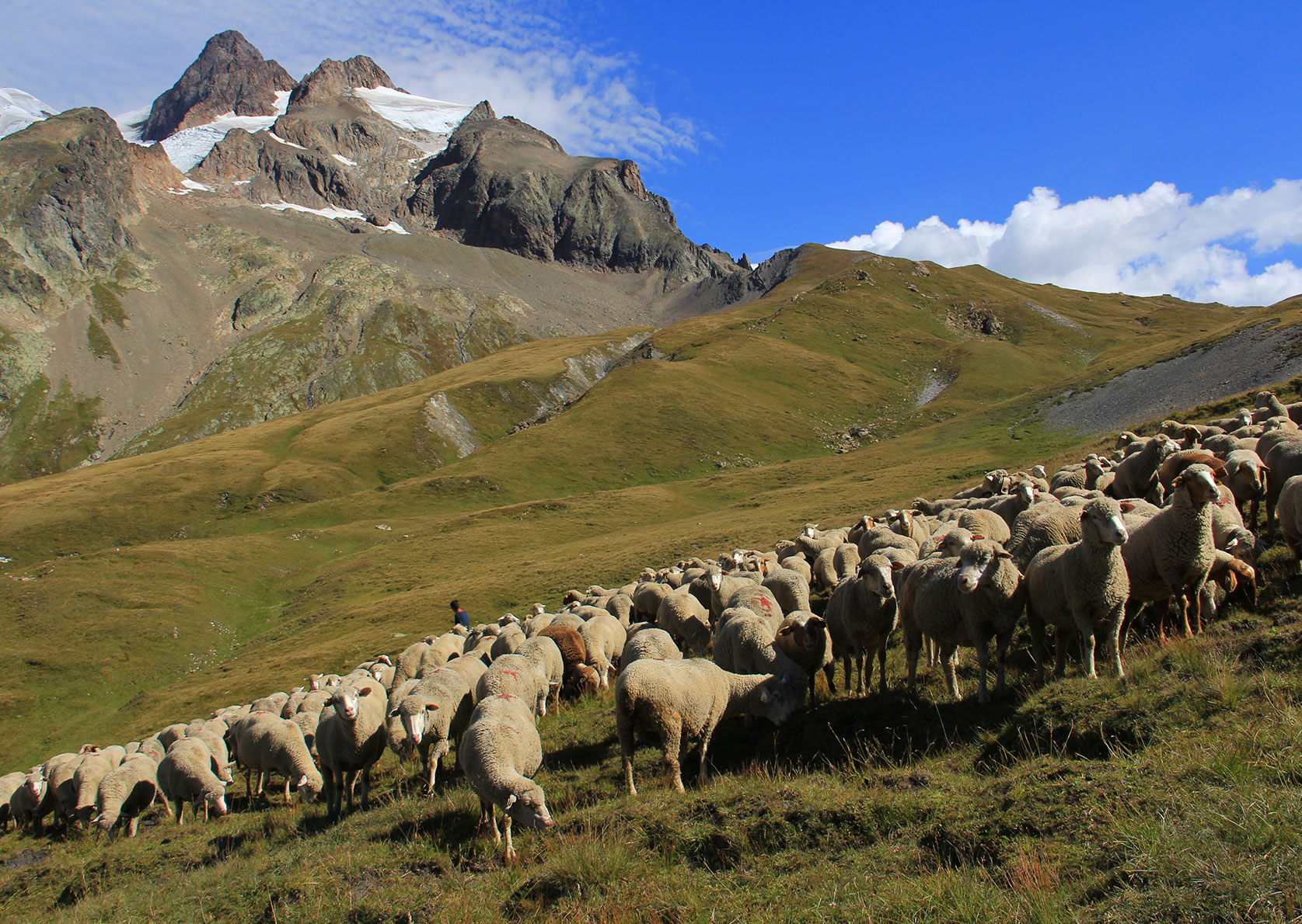 Long-distance hiking trails Alps Tour du Mont Blanc flock of sheep on a mountain pasture