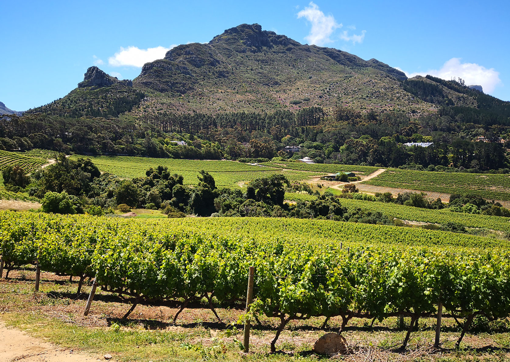 Hiking trails Cape Town Vineyard in Constantia