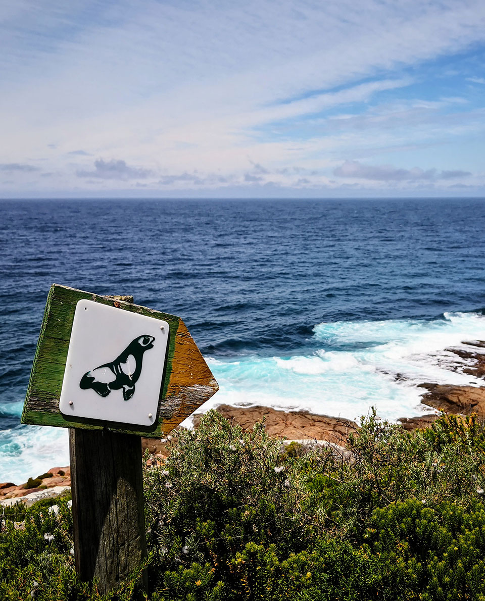 Wandern am Meer Wegmarkierung mit einer Robbe am Robberg Nature Reserve an der südafrikanischen Garden Route