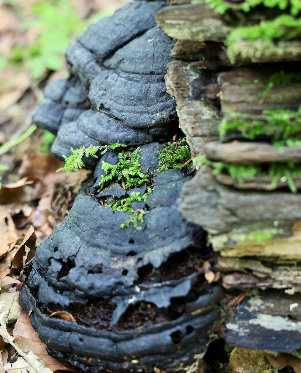 Black fungus growing on a tree trunk
