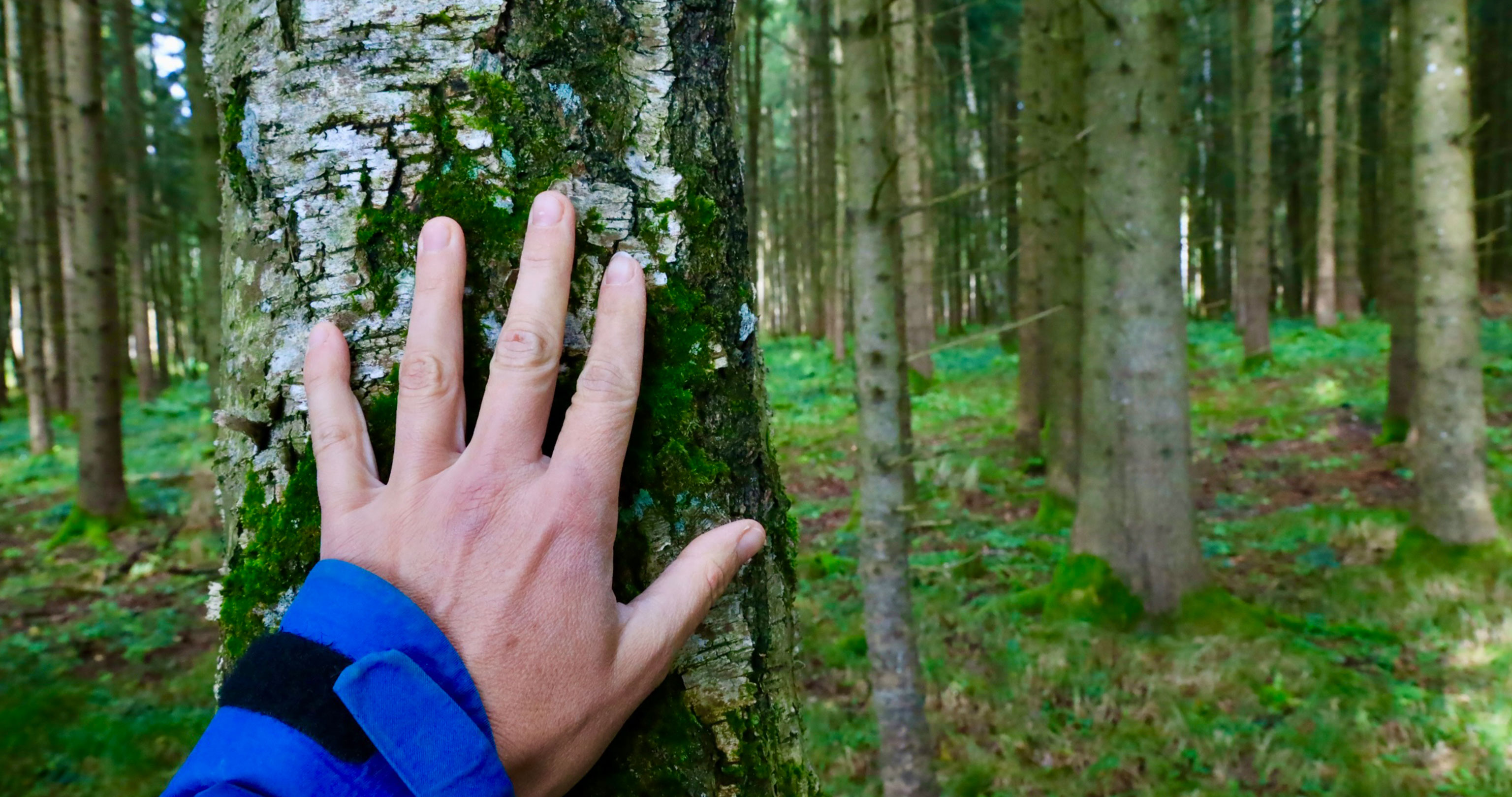 Forest bathing guide A hand touches a tree trunk