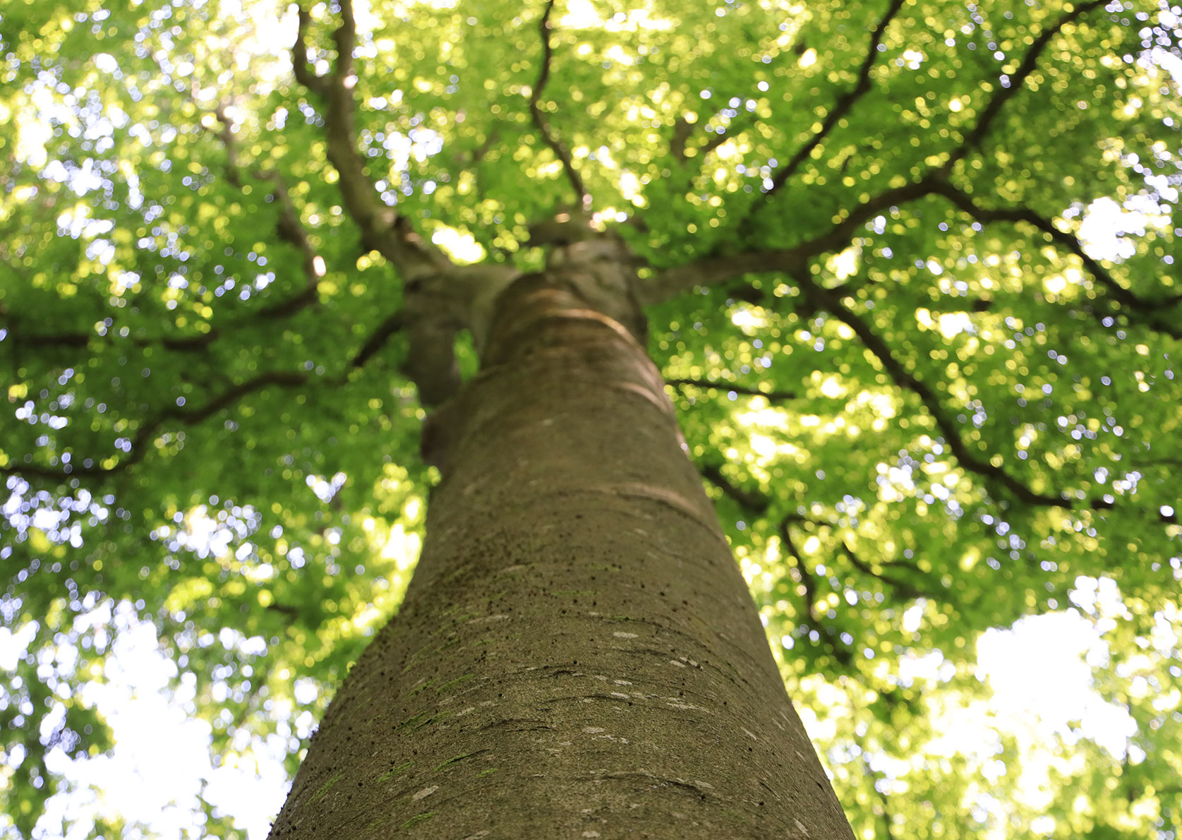 Staring up into a canopy of a beech tree