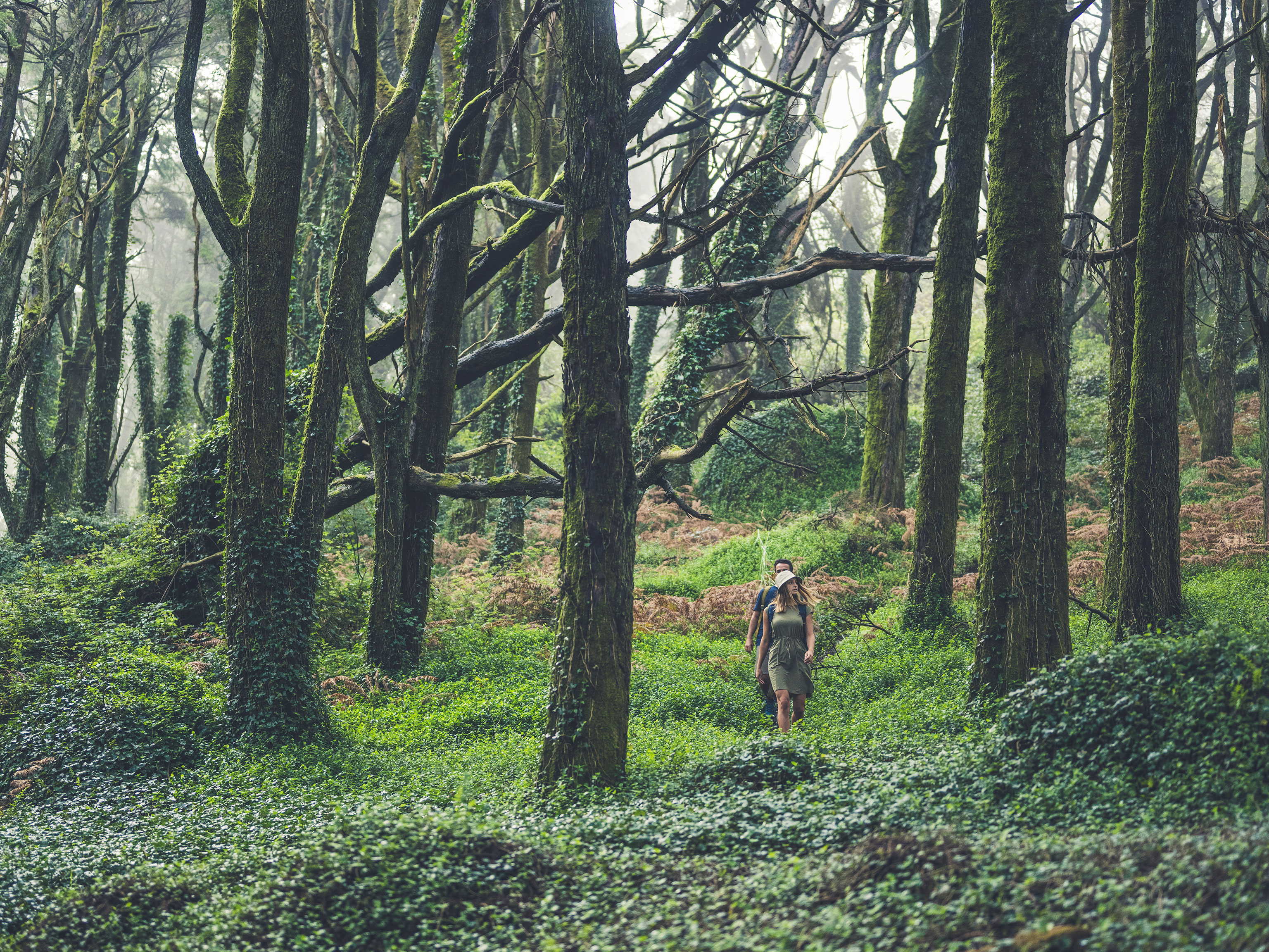 Sintra Wanderung durch einen mit Efeu überwucherten Wald