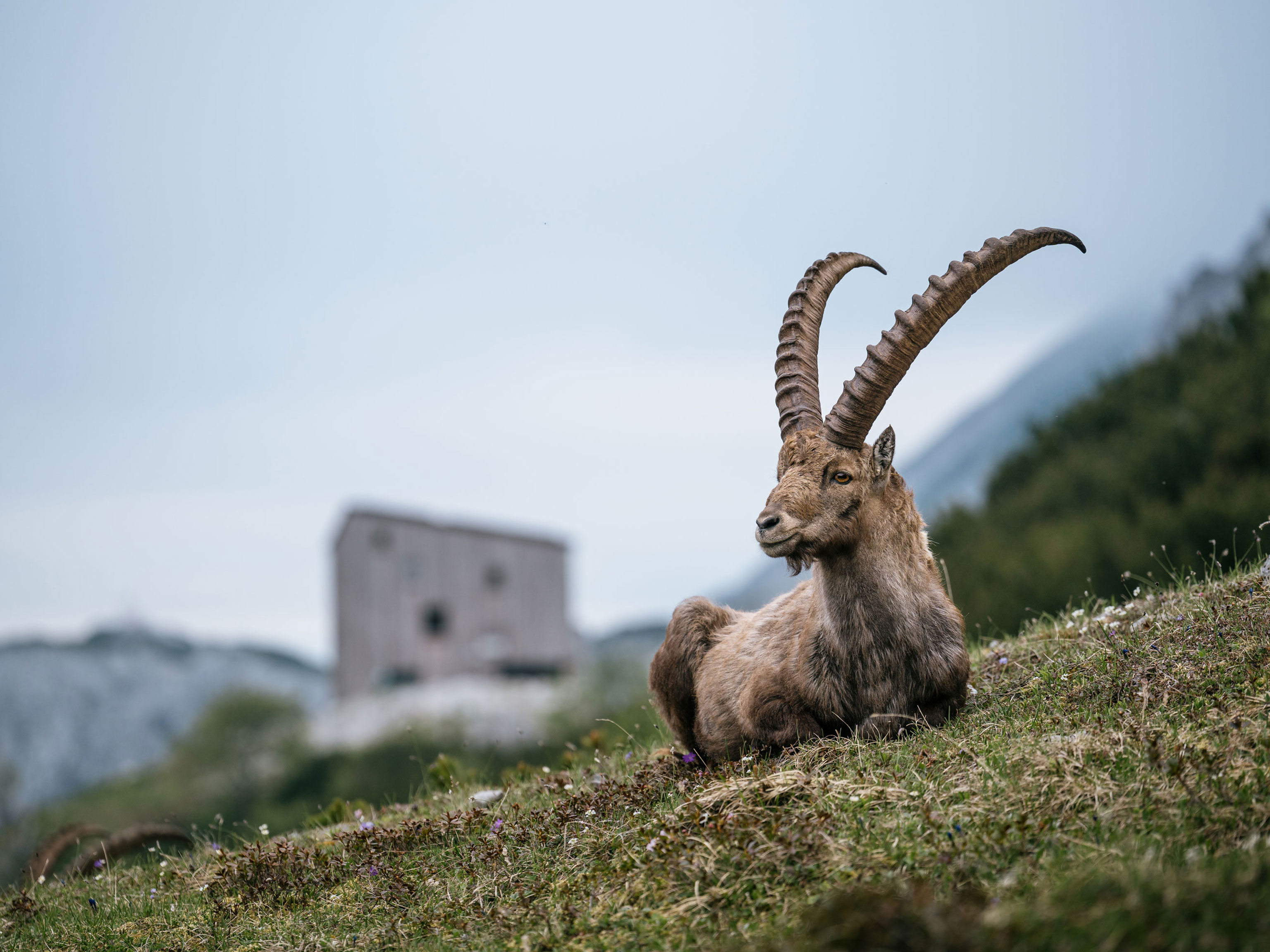A mountain ibex lying in the grass near a mountain hut