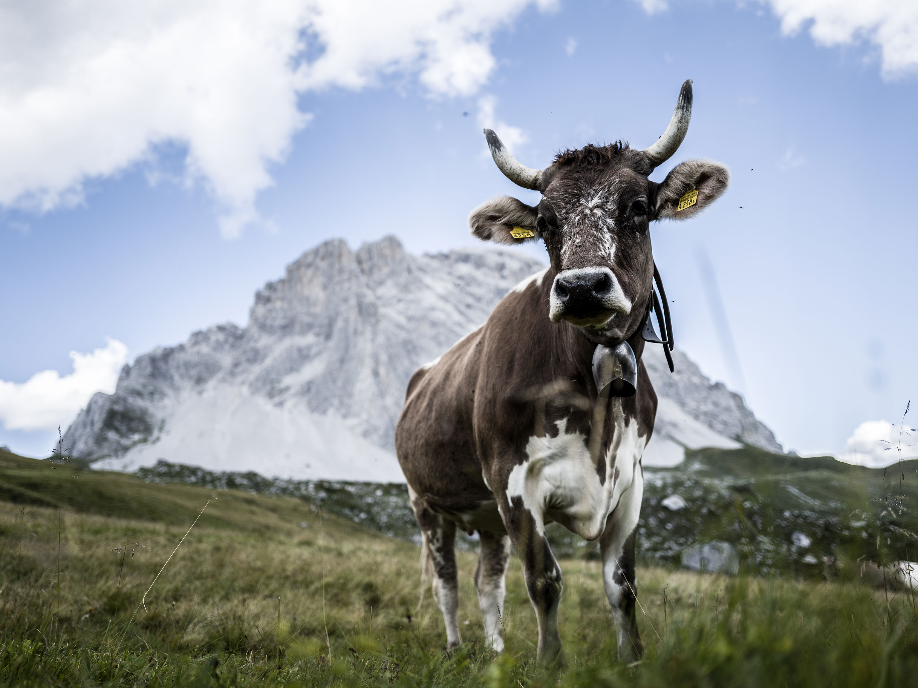 A cow standing in front of an impressive craggy peak